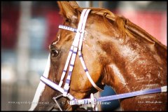 PALIO DI ASTI anno 2024 - 30 agosto 2024 piazza Alfieri Prove cavalli - fotografia di Vittorio Ubertone  https://www.400asa.photo - https:/www.www.saporidelpiemonte.net