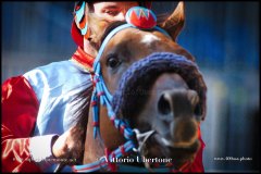 PALIO DI ASTI anno 2024 - 30 agosto 2024 piazza Alfieri Prove cavalli - fotografia di Vittorio Ubertone  https://www.400asa.photo - https:/www.www.saporidelpiemonte.net