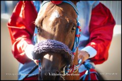 PALIO DI ASTI anno 2024 - 30 agosto 2024 piazza Alfieri Prove cavalli - fotografia di Vittorio Ubertone  https://www.400asa.photo - https:/www.www.saporidelpiemonte.net