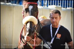 PALIO DI ASTI anno 2024 - 30 agosto 2024 piazza Alfieri Prove cavalli - fotografia di Vittorio Ubertone  https://www.400asa.photo - https:/www.www.saporidelpiemonte.net