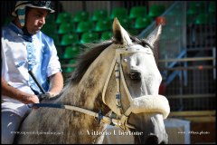 PALIO DI ASTI anno 2024 - 30 agosto 2024 piazza Alfieri Prove cavalli - fotografia di Vittorio Ubertone  https://www.400asa.photo - https:/www.www.saporidelpiemonte.net