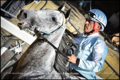 PALIO DI ASTI anno 2024 - 30 agosto 2024 piazza Alfieri Prove cavalli - fotografia di Vittorio Ubertone  https://www.400asa.photo - https:/www.www.saporidelpiemonte.net