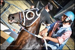 PALIO DI ASTI anno 2024 - 30 agosto 2024 piazza Alfieri Prove cavalli - fotografia di Vittorio Ubertone  https://www.400asa.photo - https:/www.www.saporidelpiemonte.net