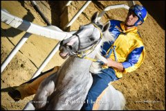 PALIO DI ASTI anno 2024 - 30 agosto 2024 piazza Alfieri Prove cavalli - fotografia di Vittorio Ubertone  https://www.400asa.photo - https:/www.www.saporidelpiemonte.net