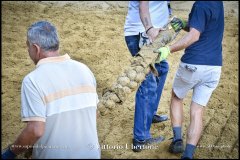 PALIO DI ASTI anno 2024 - 30 agosto 2024 piazza Alfieri Prove cavalli - fotografia di Vittorio Ubertone  https://www.400asa.photo - https:/www.www.saporidelpiemonte.net