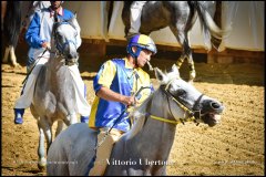 PALIO DI ASTI anno 2024 - 30 agosto 2024 piazza Alfieri Prove cavalli - fotografia di Vittorio Ubertone  https://www.400asa.photo - https:/www.www.saporidelpiemonte.net