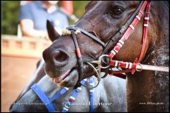 PALIO DI ASTI anno 2024 - 30 agosto 2024 piazza Alfieri Prove cavalli - fotografia di Vittorio Ubertone  https://www.400asa.photo - https:/www.www.saporidelpiemonte.net