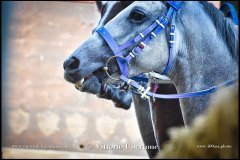 PALIO DI ASTI anno 2024 - 30 agosto 2024 piazza Alfieri Prove cavalli - fotografia di Vittorio Ubertone  https://www.400asa.photo - https:/www.www.saporidelpiemonte.net